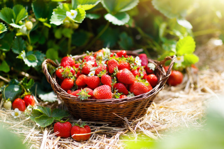 Pick your own | Peterley Manor Farm